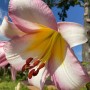 Lilijas