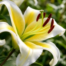 Lilija 'Mister Pistache' (OT hibrīda lilija)