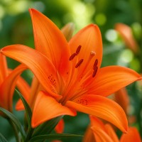 Āzijas lilija 'Orange Ton'