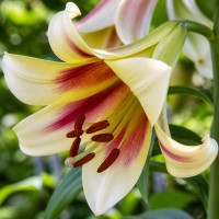 Lily 'Passion Moon'
