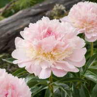 Herbaceous Peony 'Alertie (Herbaceous)'