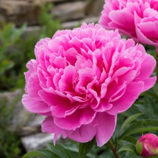 Herbaceous Peony 'Amabilis'