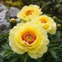 Itoh peonija 'Bartzella'