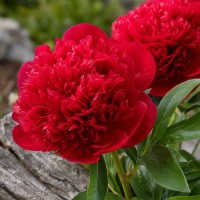 Pojeng 'Belgravia (Herbaceous)'