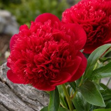 Pojeng 'Belgravia (Herbaceous)'
