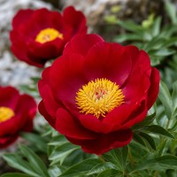 Lakstaugu peonija 'Peony Blaze'