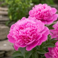 Пион 'Bouquet Perfect'