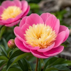 Herbaceous Peony 'Bowl of Beauty (Herbaceous)'