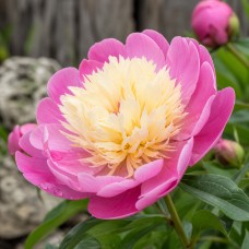 Herbaceous Peony 'Bowl of Cream (Herbaceous)'