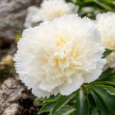 Herbaceous Peony 'Bowl of Love (Herbaceous)'