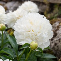 Herbaceous Peony 'Bridal Gown (Herbaceous)'