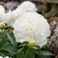 Herbaceous Peony 'Bridal Gown (Herbaceous)'