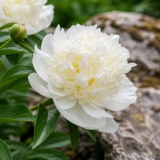 Herbaceous Peony 'Bridal Shower (Double)'
