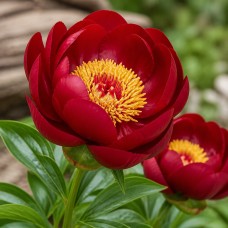 Pojeng 'Buckeye Belle'