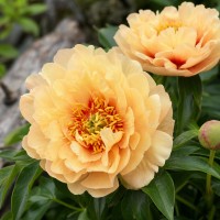 Peony (ITOH hybrid) 'Canary Brilliants (ITOH )'