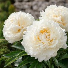 Herbaceous Peony 'Class Act (Herbaceous)'