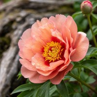 Itoh peonija 'Copper Kettle'