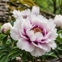 Пион 'Cora Louise'