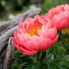 Herbaceous Peony 'Coral Charm'