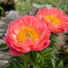 Herbaceous Peony 'Coral Sunset'