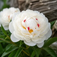 Zāļveida peonija 'Couronne d'Or'