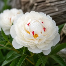 Herbaceous Peony 'Couronne d'Or'