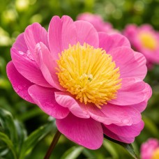 Peonija 'Doreen'
