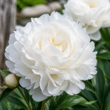 Pojeng 'Peony Duchesse de Nemours (Herbaceous)'