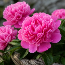 Pojeng 'Peony Edulis Superba'