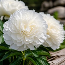 Pojeng 'Peony Elsa Sass (Herbaceous)'