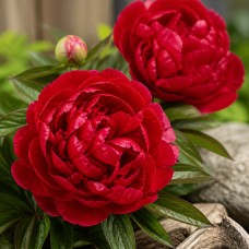 Pojeng 'Peony Felix Crousse (Herbaceous)'
