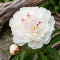 Pojeng 'Peony Festiva Maxima (Herbaceous)'
