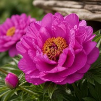 Itoh peonija 'First Arrival'
