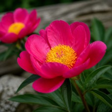 Pojeng 'Peony Flame (Herbaceous)'