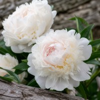Pojeng 'Peony Florence Nicholls (Herbaceous)'
