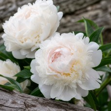 Pojeng 'Peony Florence Nicholls (Herbaceous)'
