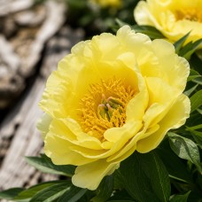 Itoh pojeng 'Peony itoh Garden Treasure'