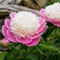 Pojeng 'Gay Paree (Anemone)'