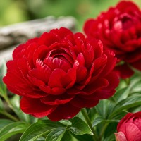 Pojeng 'Peony Henry Bockstoce (Herbaceous)'.