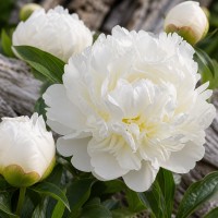 Pojeng 'Peony Henry Sass (Herbaceous)'