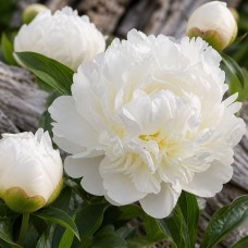 Pojeng 'Peony Henry Sass (Herbaceous)'