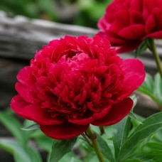 Pojeng 'Inspecteur Lavergne (Herbaceous)'