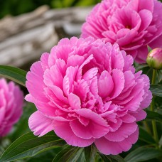 Pojeng 'Peony Jacorma (Herbaceous)'