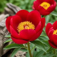 Pojeng 'Peony Joyce Ellen (Herbaceous)'