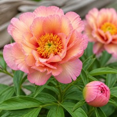 Itoh pojeng 'Julia Rose'