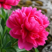 Pojeng 'Peony Kansas (Herbaceous)'