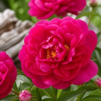 Pojeng 'Peony Karl Rosenfield (Herbaceous)'
