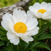 Пион 'Krinkled White'