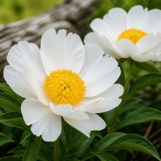 Pojeng 'Krinkled White (Herbaceous)'