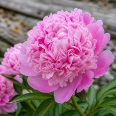 Pojeng 'Peony Lady Anna (Herbaceous)'